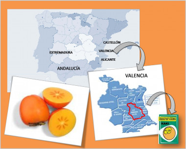 <p>Mapa con las regiones de procedencia de las muestras de caqui usadas en el estudio, el área de DOP Kaki Ribera del Xúquer y etiqueta de denominación de origen protegida. / Alba Mir</p>
