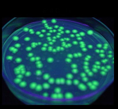 <p>Imagen en la que se aprecia la proteína fluorescente en las nuevas vacunas. Foto: UPNA.</p>