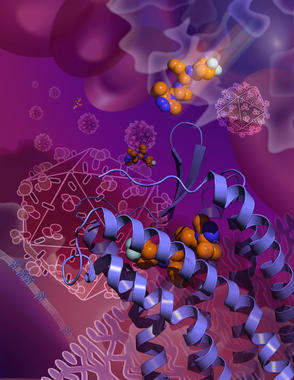 <p>En la imagen puede verse el fármaco maraviroc agarrándose a CCR5 en una forma inactiva que previene el VIH de usar el receptor para entrar en las células. / Beili Wu</p>