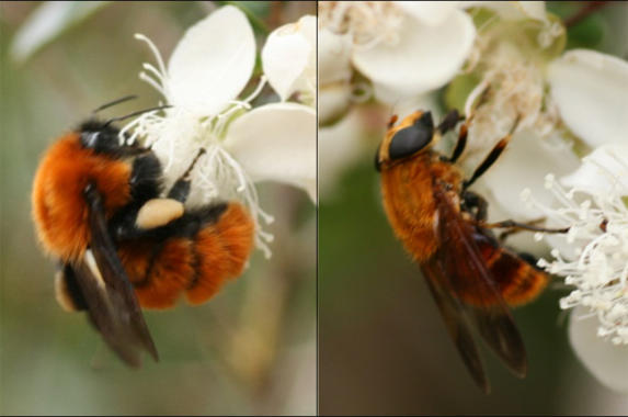 <p>Ejemplo de mimetismo batesiano: a la izquierda el himenóptero <em>Bombus dahlbomii</em> y a la derecha el díptero <em>Aneriophora aureorufa</em> que le imita, alimentándose en la misma especie de planta en el sur de Chile. / José Luis Nieves Aldrey.</p>