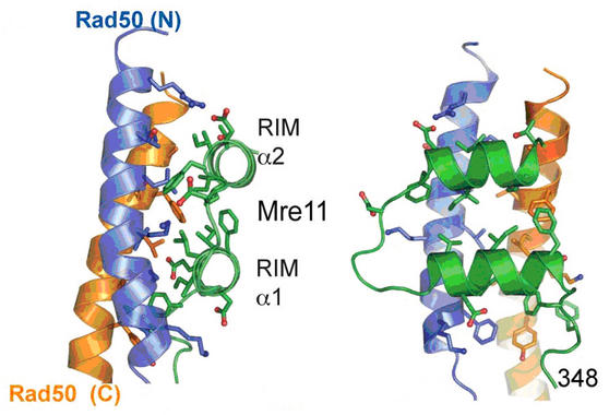 <p>Estructura tridimensional de la región de interacción Mre11-Rad50. Imagen: UNICAN.</p>