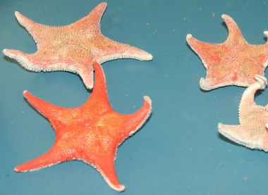 <p>La enfermedad ha llegado a afectar al 10% de la población de la estrella de mar <em>Odontaster validus</em>, una de las especies más frecuentes en los fondos marinos antárticos. / Zureks</p>