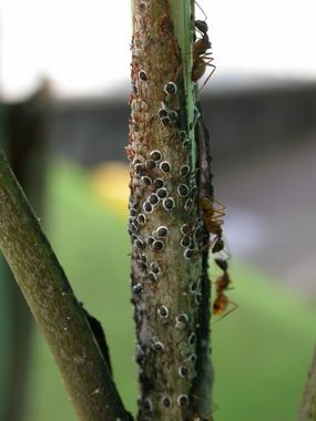 <p>Colonia de Cerataphis brasiliensis atendida por la hormiga Camponotus atriceps en la planta