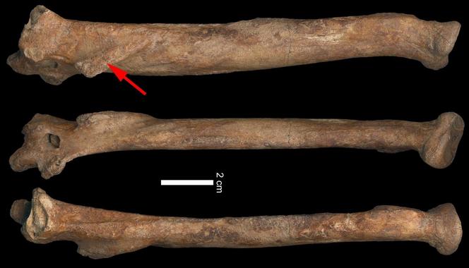 <p>Radio derecho de <em>Promegantereon ogygia</em>. Patología señalada con la flecha roja./ Fundación Dinópolis.</p>