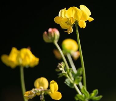 <p><em>Lotus corniculatus</em> / IRNASA</p>