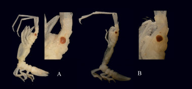 <p><em>Astacilla andresmeixidei</em>. A) hembra; b) macho / Juan Junoy, UAH</p>