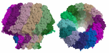 <p>Estructura de la proteína portal del virus de Epstein-Barr. / Cristina Machón, IRB Barcelona.</p>