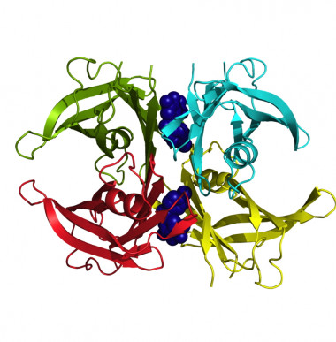 <p>Estructura tridimensional de la mutación de TTR causante de cardiomiopatía amiloide familiar unida a dos moléculas de tolcapone que la estabilizan y evitan su agregación. / </p>