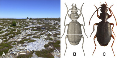 <p>A la izquierda, hábitat (Sierra Cebollera) de Cymindis distercicus. Medidas morfométricas e imagen de un ejemplar macho de Cymindis distercicus (derecha) / Universidad de Alcalá </p>