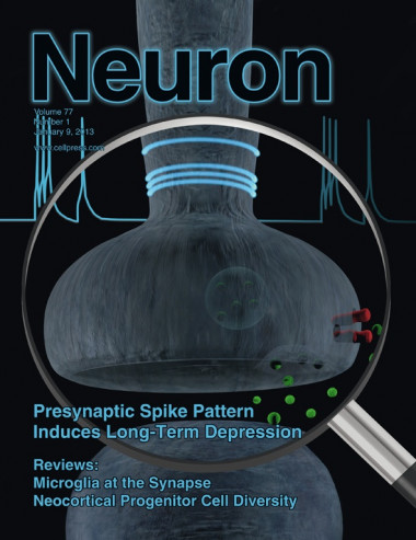 <p><em>Neuron</em>, revista de referencia en neurociencia, dedica la portada de su último número a este estudio. Imagen: <em>Neuron</em>.</p>