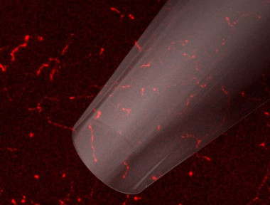 <p>Microelectrodo empleado para medir la actividad de las terminaciones nerviosas de lasuperficie de la córnea. / CSIC.</p>