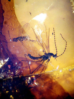 <p>Detalle del yacimiento de ambar. Foto: IGME.</p>