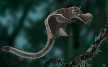 <p>Recreación de <em>Miopetaurista neogrivensis.</em> / O. Sanisidro</p>