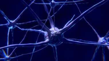 <p>La reparación espontánea de los nervios periféricos es posible gracias a las células de Schwann. / <a href="https://pixabay.com/es/c%C3%A9lula-del-nervio-neurona-cerebro-2213009/" target="_blank">Pixabay</a></p>