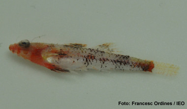<p>Ejemplar de la nueva especie de pez <em>Speleogobius llorisi</em> / IEO </p>