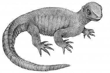 <p>Reconstrucción del cuerpo de <em>Pappochelys</em>. / Rainer Schoch</p>
