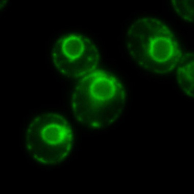 <p>Retículo endoplasmático en células de la levadura <em>Saccharomyces cerevisiae</em> marcado con una proteína fluorescente (Autor: Manuel Muñiz)</p>