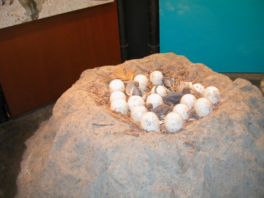 <p>Nidada de crías de Maiasaura en el British Museum. Autor: José Ignacio Canudo.</p>