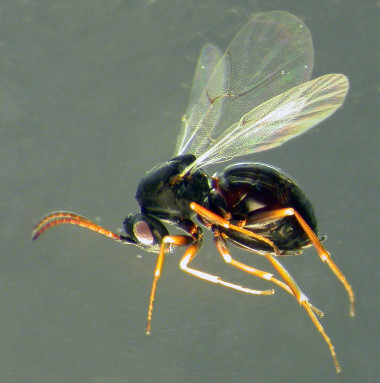 <p>Hembra de <em>Aulacidea pilarae</em>, nueva especie de cinípido ibérico. Imagen: José Luis Nieves Aldrey.</p>