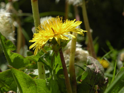 <p>Una planta del género <em>Taraxacum. </em>Foto: Galán de Mera.</p>