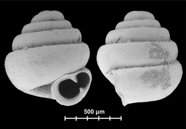 <p>Concha del caracol<em> Angustopila Dominikae</em>. / Barna Páll-Gergely</p>