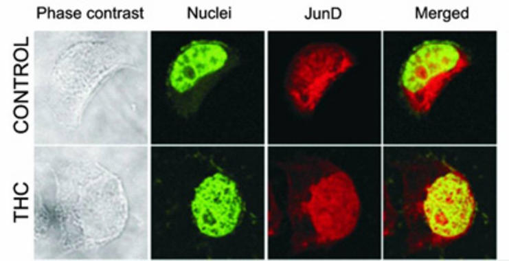 <p>En la imagen combinada (<em>merged)</em> se aprecia como la proteína JunD (marcada en rojo) se desplaza al núcleo celular (en verde) en las células tratadas con THC. Foto: UCM.</p>