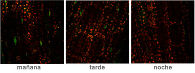 <p>La presencia de proteínas DELLA (verde) en los núcleos de las células oscila a lo largo de un día, siendo mínima en el momento de máximo crecimiento al final de la noche. Imagen: UPV</p>