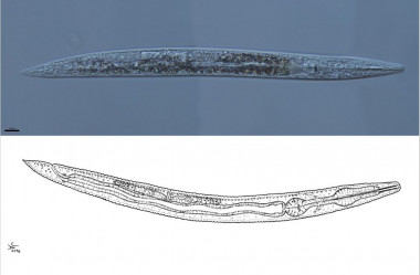 <p>Dibujo y microscopia del nuevo nematodo <em>Protorhabditis hortulana</em>. / Joaquín Abolafia</p>