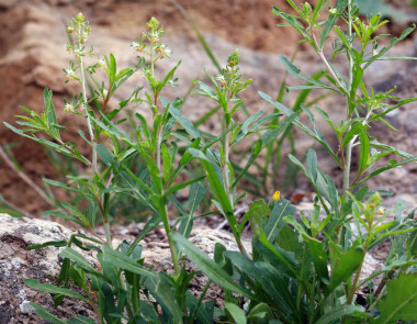 <p><em><em>Reseda minoica</em></em> / Santiago Martín Bravo et al.</p>