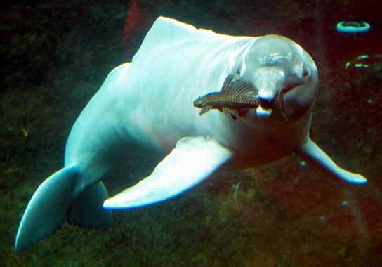<p>Delfín rosado o del Amazonas <em>Inia geoffrensis</em>. Foto: Doruk Salanci.</p>