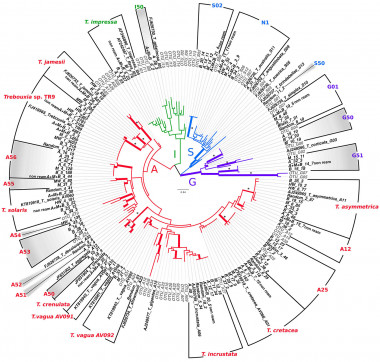<p>La imagen, que acomplaña al artículo en PLOS ONE, representa la inesperada diversidad de microalgas en el líquen Ramalina farinacea / UV</p>