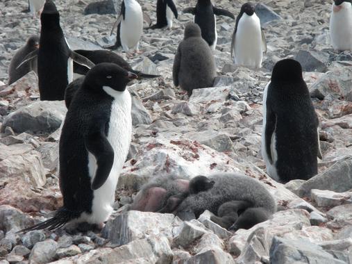 <p>El primer pingüino de Adelia, <em>Pygoscelis adeliae</em>, afectado por el síndrome de la pérdida de plumaje encontrado en la Antártida. / Andrés Barbosa </p>