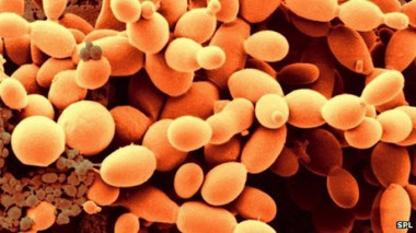 <p><em>S. cerevisae</em>. / BBC News</p>