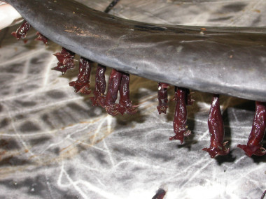 <p>Los percebes<em> Xenobalanus globicipitis </em>sobre las aletas de delfines. / Javier Aznar</p>