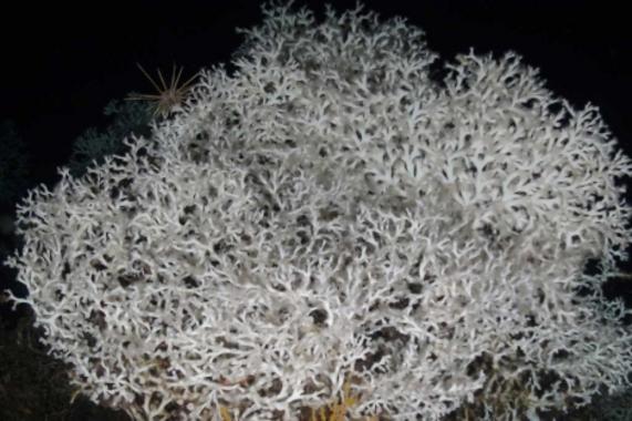 <p>Corales blancos (<em>Lophelia pertusa</em>) hallados en el Mar mediterráneo. Imagen: Oceana.</p>