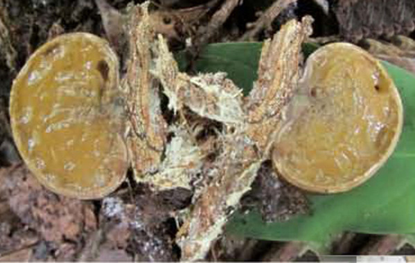 <p><em>Sclerogaster luteocarneus</em>. / Donis S. Alfredo y Pamela Lavor</p>