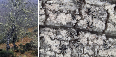 <p>Izquierda: Invierno en el robledal de la Reserva Natural Integral de Muniellos, el hábitat donde se ha encontrado la nueva especie de liquen. Derecha: Fotografía de la nueva especie <em>Xylographa lagoi</em>. / Sergio Pérez Ortega</p>