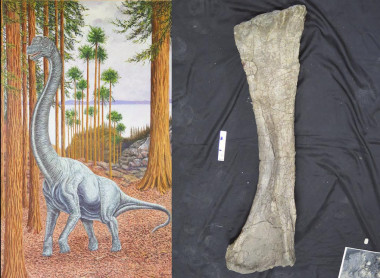 <p>Reconstruccion de <em>Soriatitan </em>y húmero de este dinosaurio. / Fundación Dinópolis</p>
