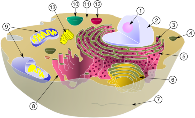 <p>Estructura de una célula eucariota. Nucléolo (1); Núcleo celular (2); Ribosoma (3); Vesículas de secreción (4); Retículo endoplasmático rugoso (5); Aparato de Golgi (6); Citoesqueleto (7); Retículo endoplasmático liso (8); Mitocondria (9); Vacuola (10); Citosol (11); Lisosoma (12); Centríolo (13). Imagen: Wikipedia.</p>