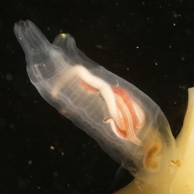 <p> Una pareja de <em>Vieitezia luzmurubeae</em> entrelazada en el interior de la ascidia (<em>Ciona intestinalis).</em> Autor: Jacinto Pérez</p>