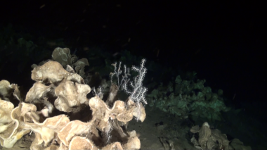 <p>Las esponjas litístidas se denominan vulgarmente ‘roca’ porque son duras y rígidas como piedras debido a que poseen un esqueleto masivo de piezas de sílice. / ©Oceana</p>