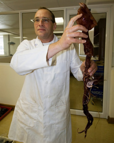 <p>Uno de los investigadores con el nuevo calamar. Foto: UICN.</p>