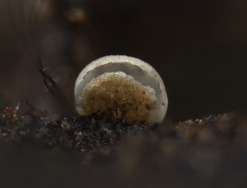 <p><em>Didymium peruvianum</em> ha sido descrita en zonas áridas costeras y andinas de Perú. Fotografía: Carlos de Mier.</p>