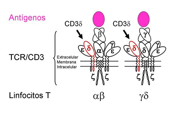 <p class=" text-justify">Los linfocitos T<em>αβ</em> (mayoritarios) y <em>γδ</em> (minoritarios) reconocen antígenos mediante su respectivo TCR/CD3 (receptor de antígeno), que los activa desde la membrana. La cadena CD3δ (en rojo) forma parte de ambos. En los pacientes con la nueva mutación no hay apenas linfocitos T<em>αβ</em>. Imagen: UCM.</p>