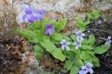 <p>La nueva planta carnívora <em>Pinguicula saetabensis. / </em>UA</p>