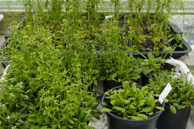 <p>Cultivo de <em>Arabidopsis thaliana</em> para el estudio de la genética molecular de plantas. / Ángel Ladra /CNB.</p>