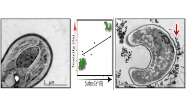 <p>Célula intacta. gráfico para ilustrar que a mayor porcentaje de Ce3+ superficial en las nanopartículas, mayor toxicidad; y célula con nanopartículas adheridas a su pared. / UAM Gazette</p>