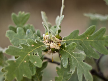 <p>Hoja de roble. Imagen: Ikerpe</p>