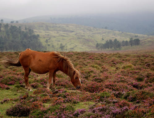 <p>Los caballos actúan como atenuadores de las pérdidas de los ganaderos y parecen ser un factor esencial que permite la coexistencia del lobo con una intensa actividad agropecuaria. / CSIC.</p>