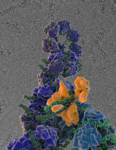 <p>La estructura final obtenida muestra una organización de doble hélice con dos cadenas de ARN y nucleoproteína. Imagen: Instituto de Investigación Scripps.</p>